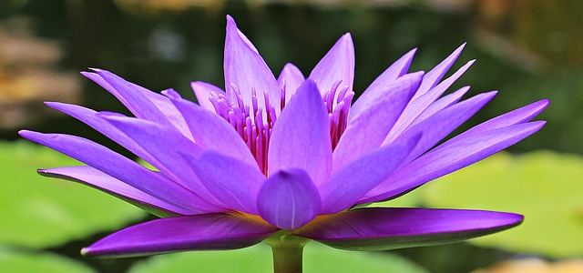 water-lily-1585178_640